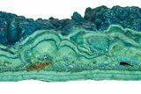 Vibrant Teal Botryoidal Chrysocolla and Malachite - Chile #310116-1